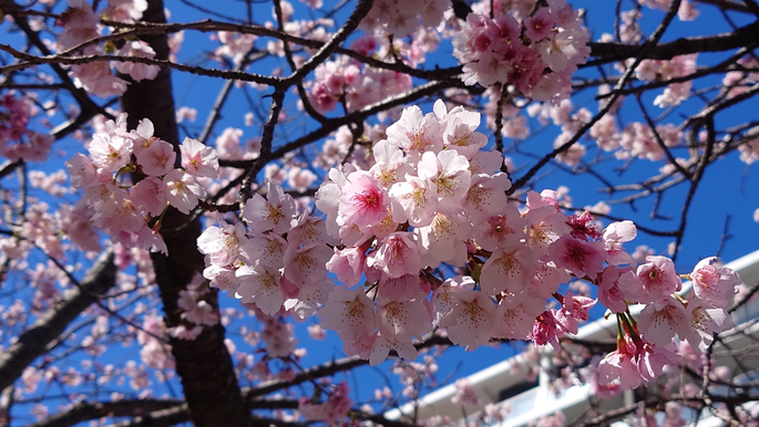2月末から3月初旬に楽しめる熱海の桜スポット2024